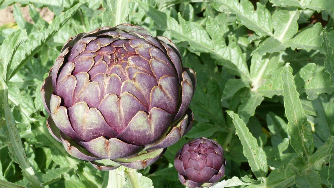 فيلا L'Ecurie Kerdoel Cléder المظهر الخارجي الصورة